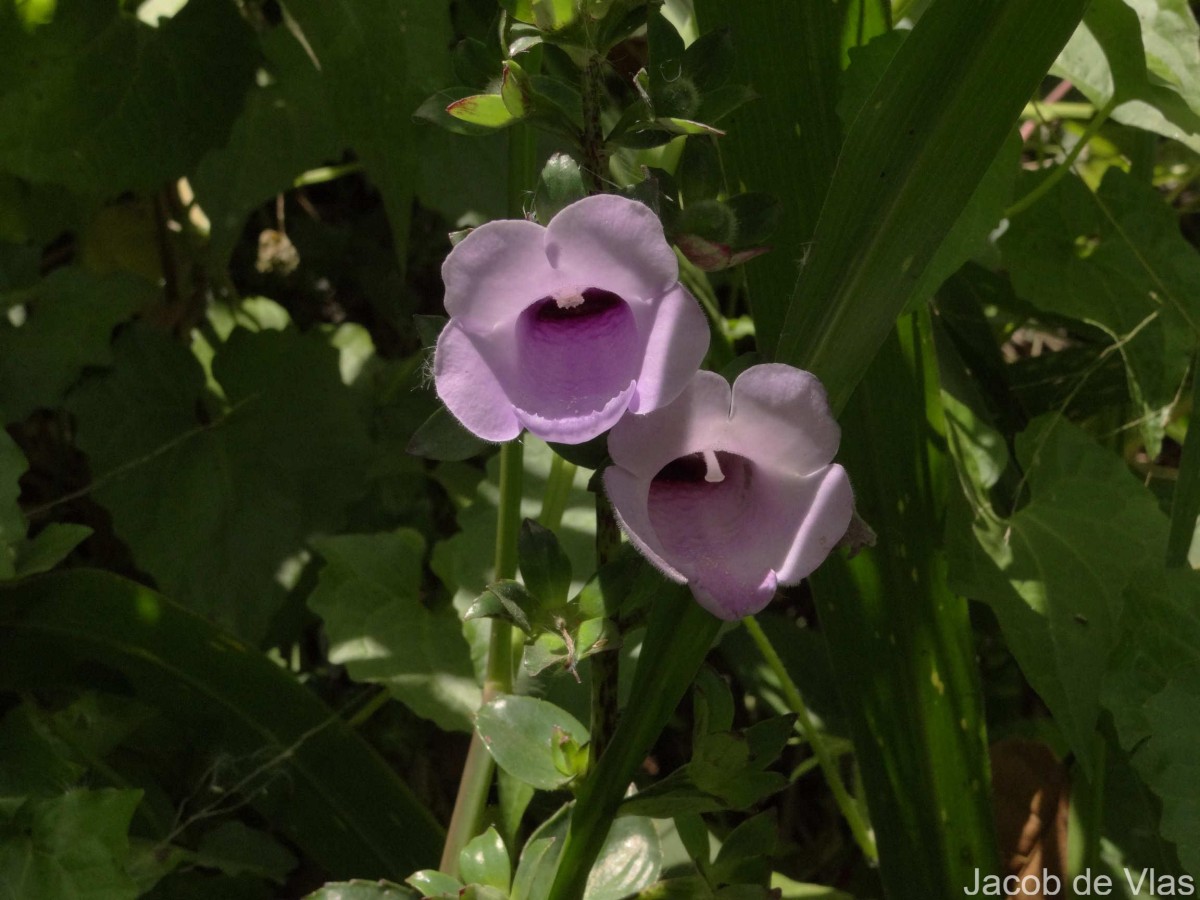 Gloxinia perennis (L.) Druce